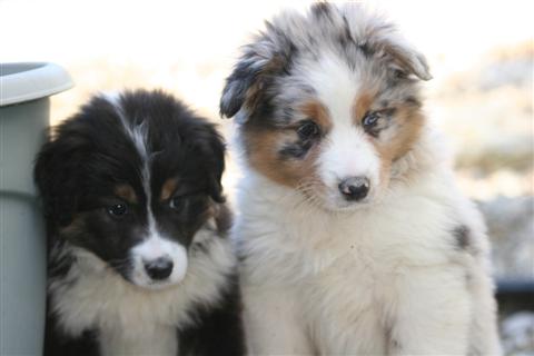 Chiots berger australien ns  l'levage corse di u vecchiu