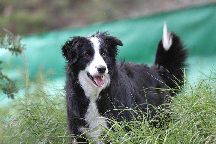 eclair border collie