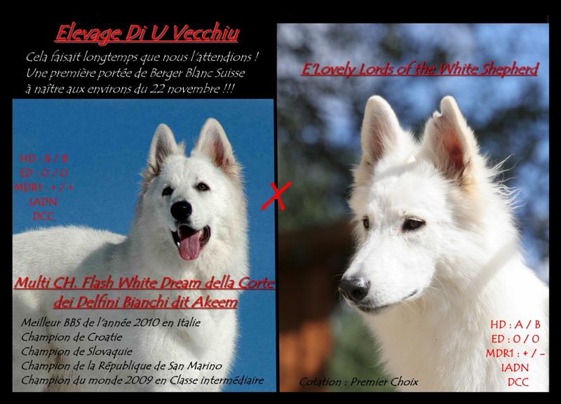 berger blanc suisse, chiot berger blanc suisse, notre premier mariage de berger blanc suisse